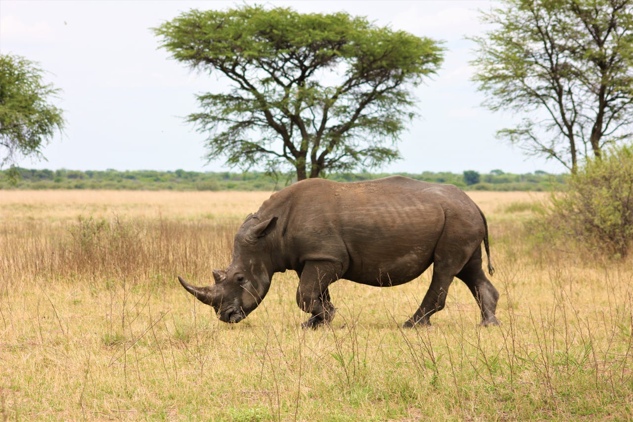 Ngorongoro Crater.