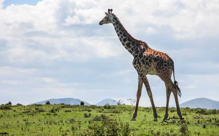 4 Days - Lake Naivasha and Amboseli