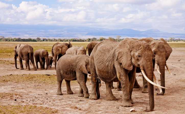 3 Days - Amboseli National Park