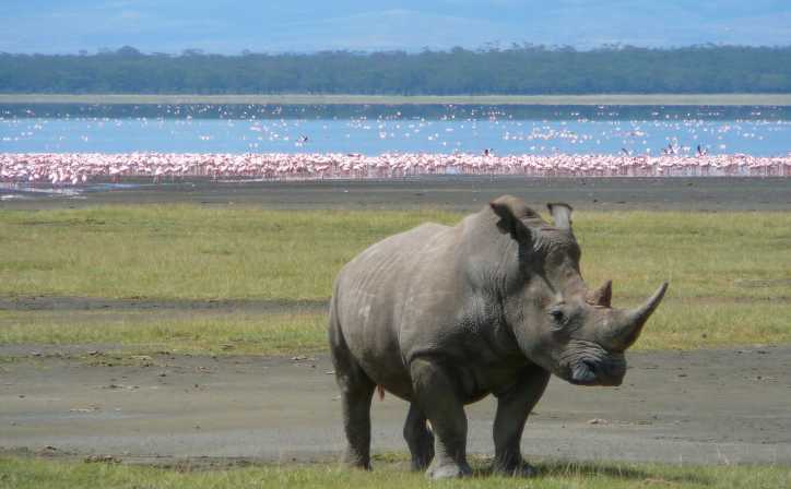 10 Days - Samburu, Lake Nakuru, Masai Mara, Lake Naivasha and Amboseli