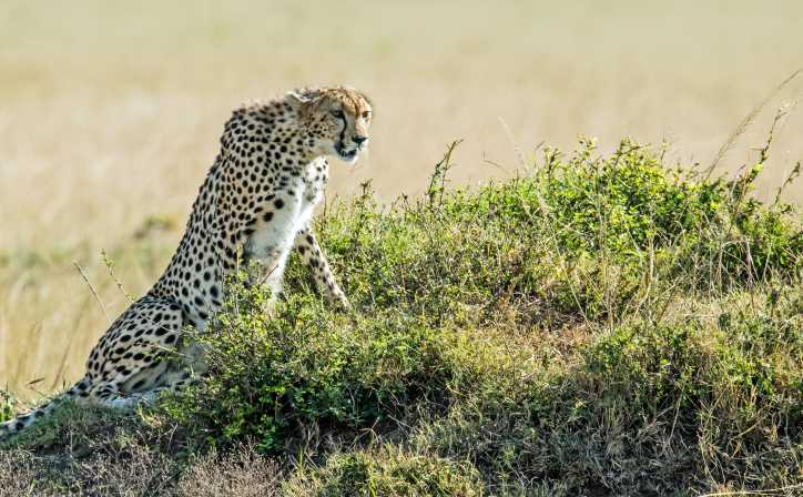 7 Days - Masai Mara, Lake Nakuru, Lake Naivasha and Amboseli