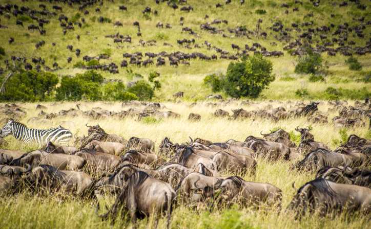 8 Days - Masai Mara, Lake Nakuru, Lake Naivasha and Amboseli