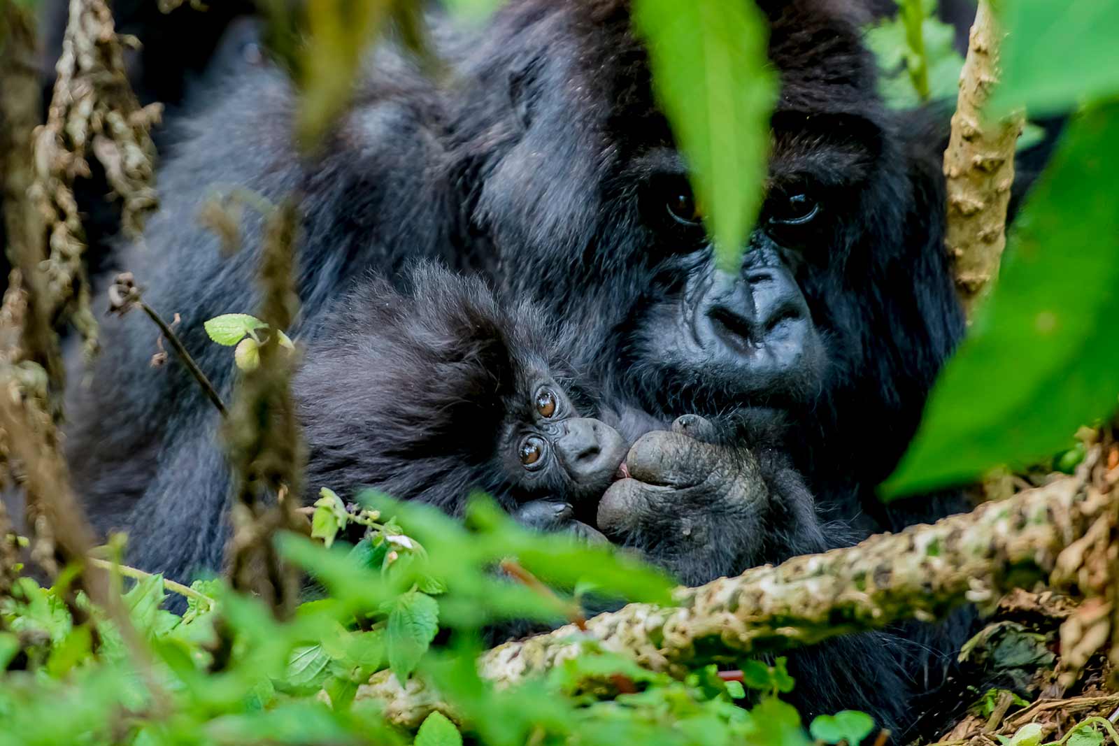 Rwanda safari Tours & Wildlife vacation Budget packages