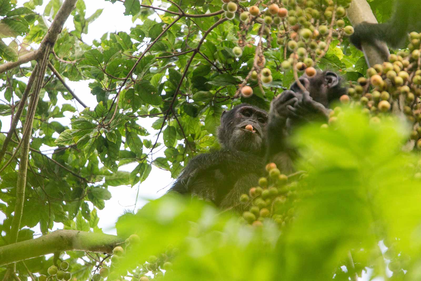 5 Days - Nyungwe Forest Chimpanzee Safari