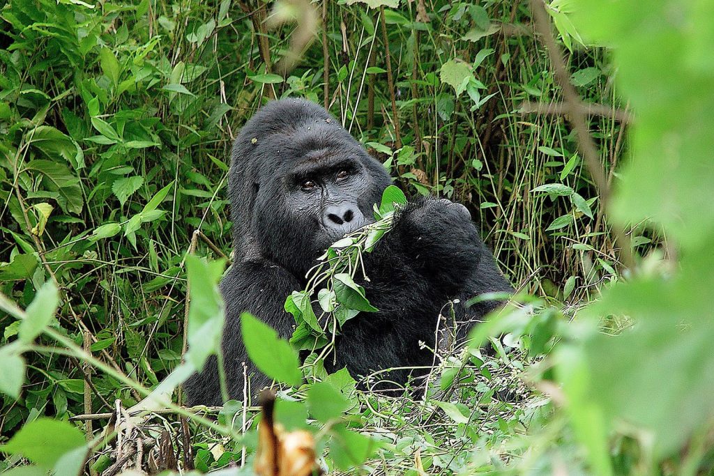5 Day Bwindi Gorilla Trekking Safari via Kigali