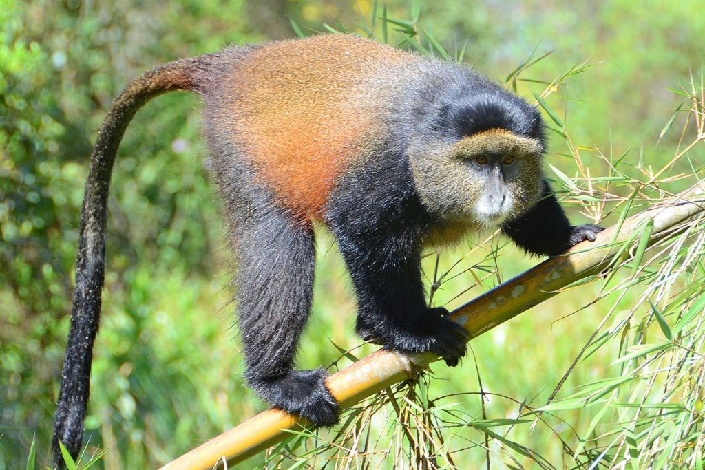 10 Days Rwanda Primates & Wildlife Safari