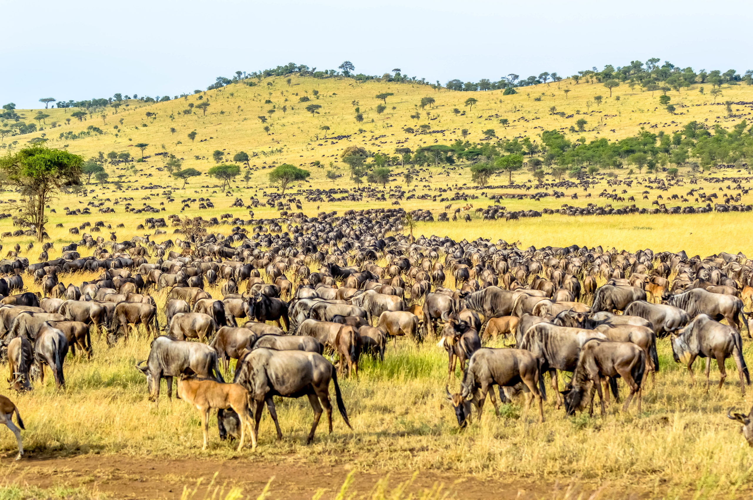 6 Day Lodge Safari -Tarangire National Park, the Ngorongoro Crater and the Serengeti National Park.