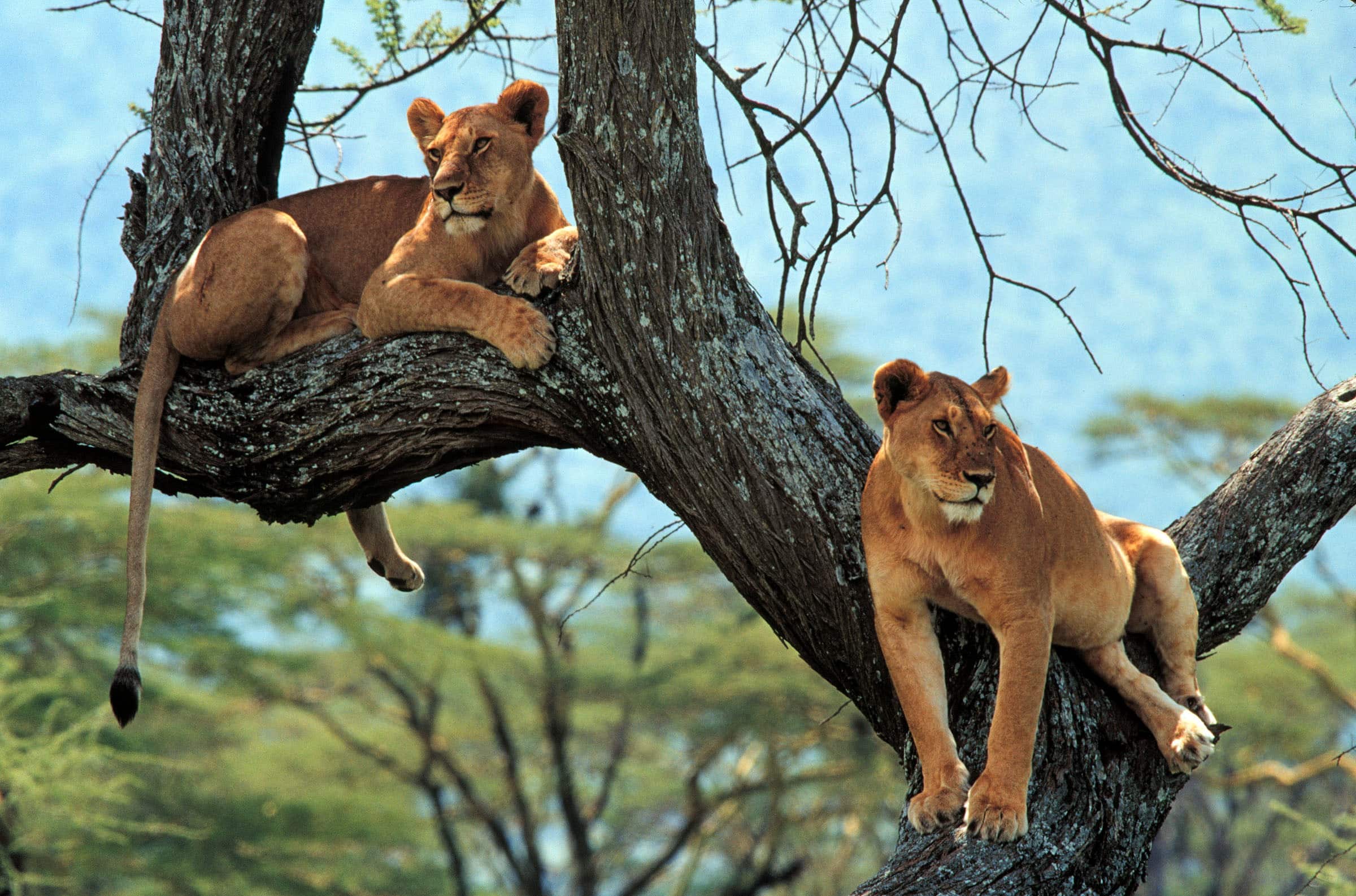 4 Days Lodge Safari -Tarangire National Park, Lake Manyara National Park and Ngorongoro Crater.