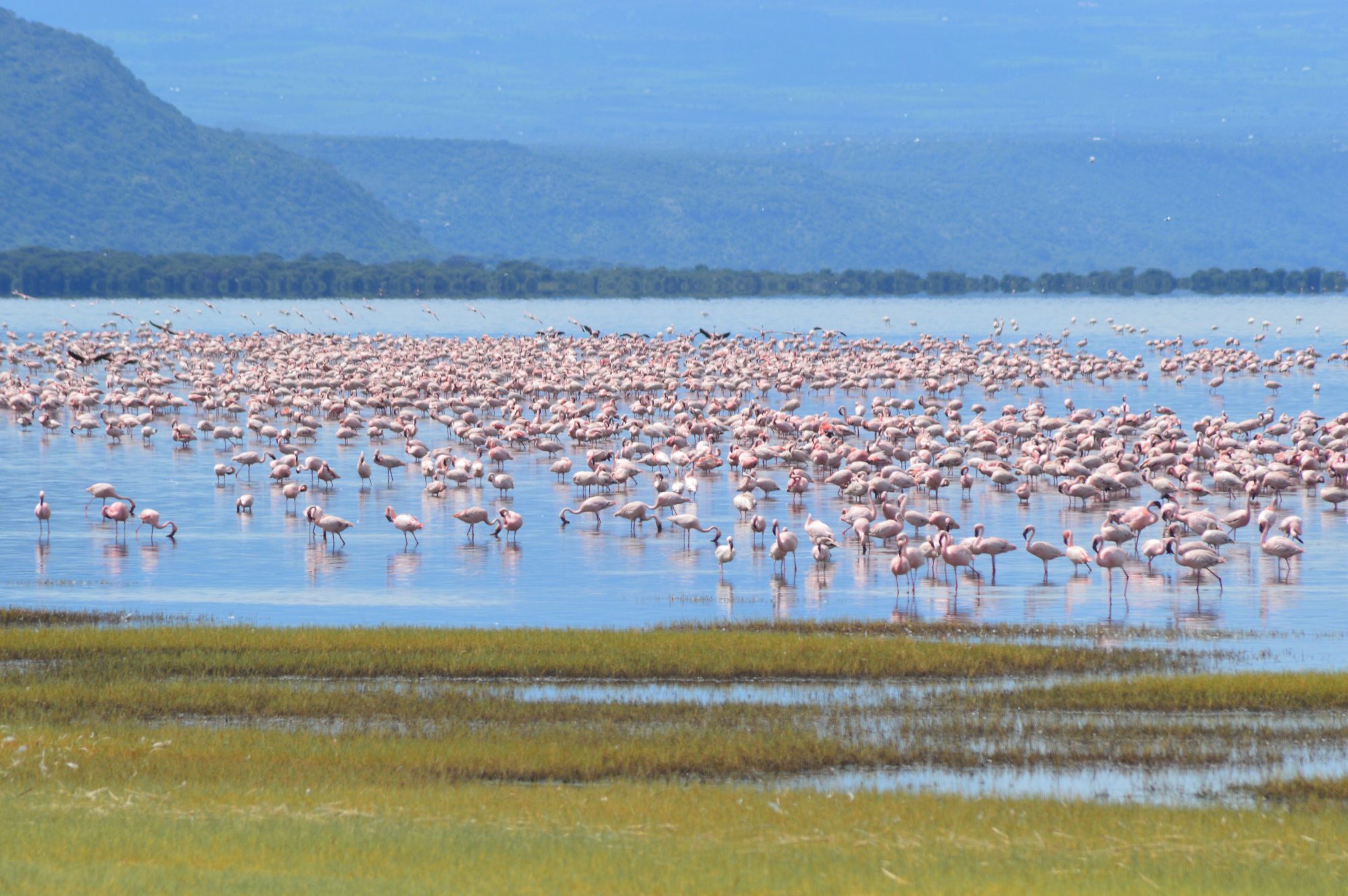 7 Day Lodge Safari -Tarangire National Park, Lake Manyara National Park, Serengeti National Park and Ngorongoro Crater.
