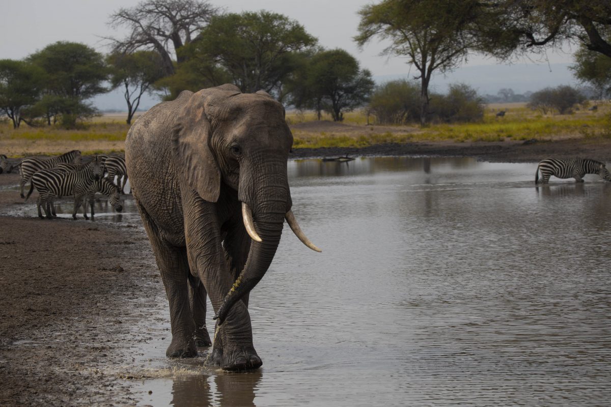 2 Day Short Safari – Lake Manyara National Park and Ngorongoro Crater