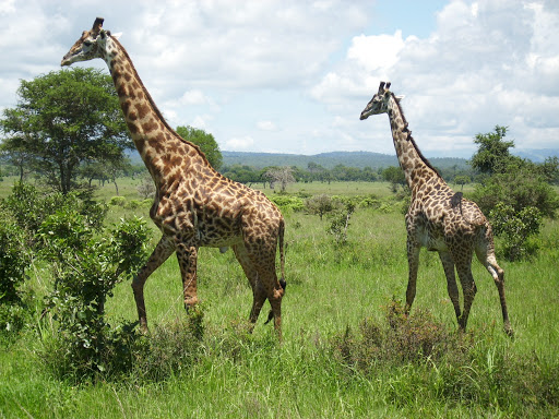 11 Days- Selous Game, Mikumi National Park, Udzungwa Mountains National Park and Ruaha National Park.