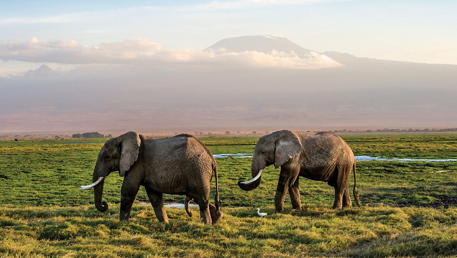 19 Days Kenya & Tanzania Safari: Masai Mara to Serengeti - Group Tour from USD 7950