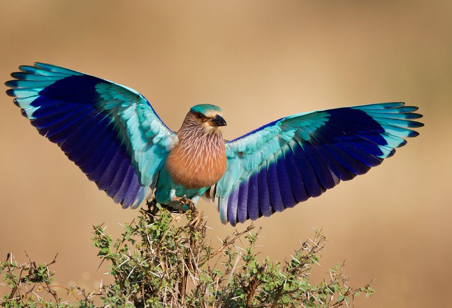 13 Days Tanzania Birding Tour - Birding Among the Beasts from US$ 5850