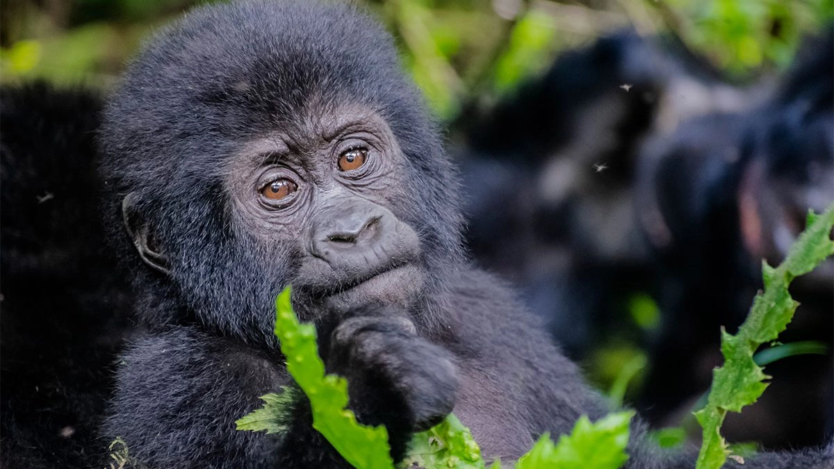 6 Days-Uganda Gorilla & Chimpanzee Safari