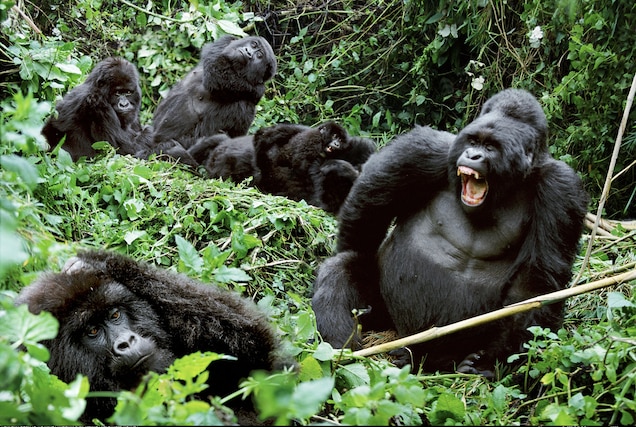 3-Day Uganda Gorilla Trekking