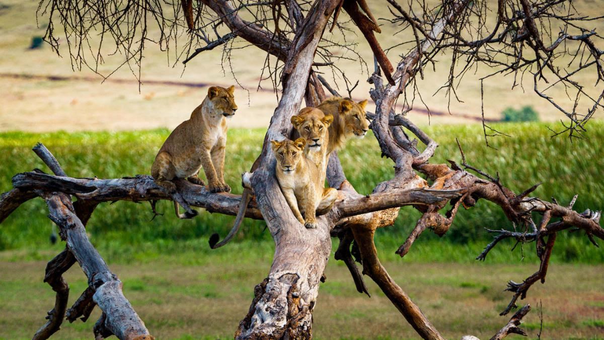 8 Days/ 7 Nights Explore Kenya Safari