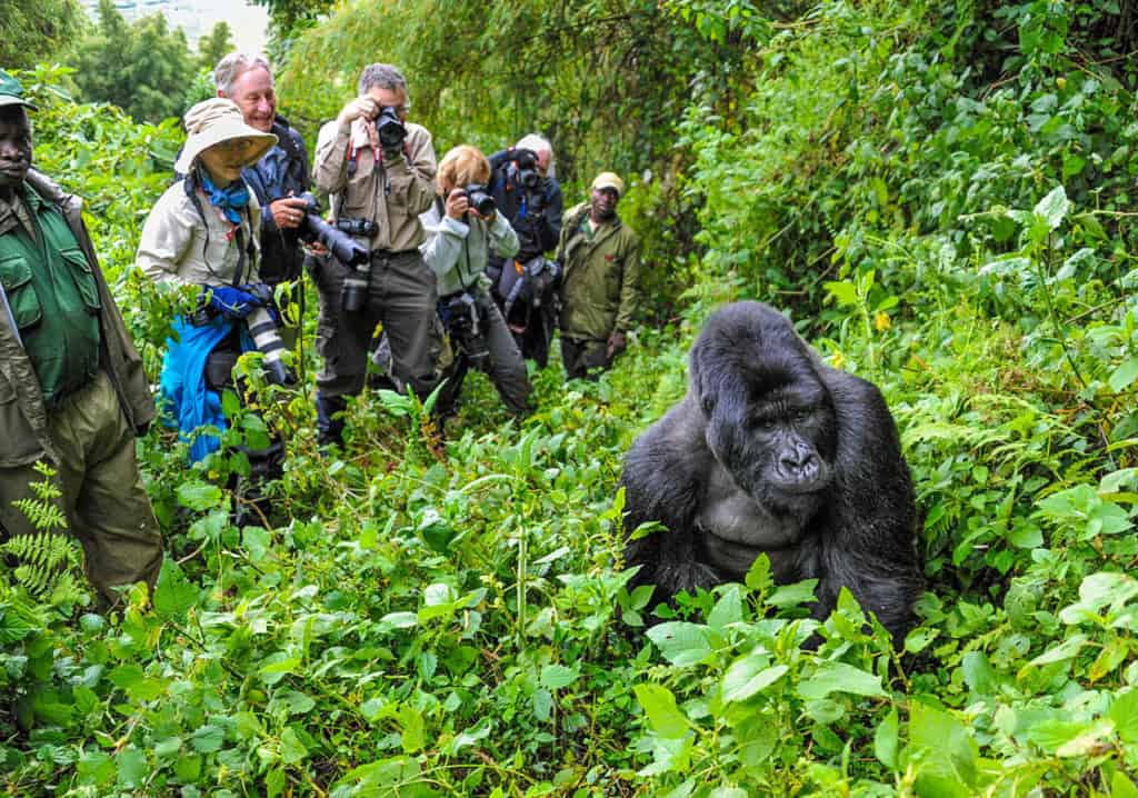 Rwanda Safaris