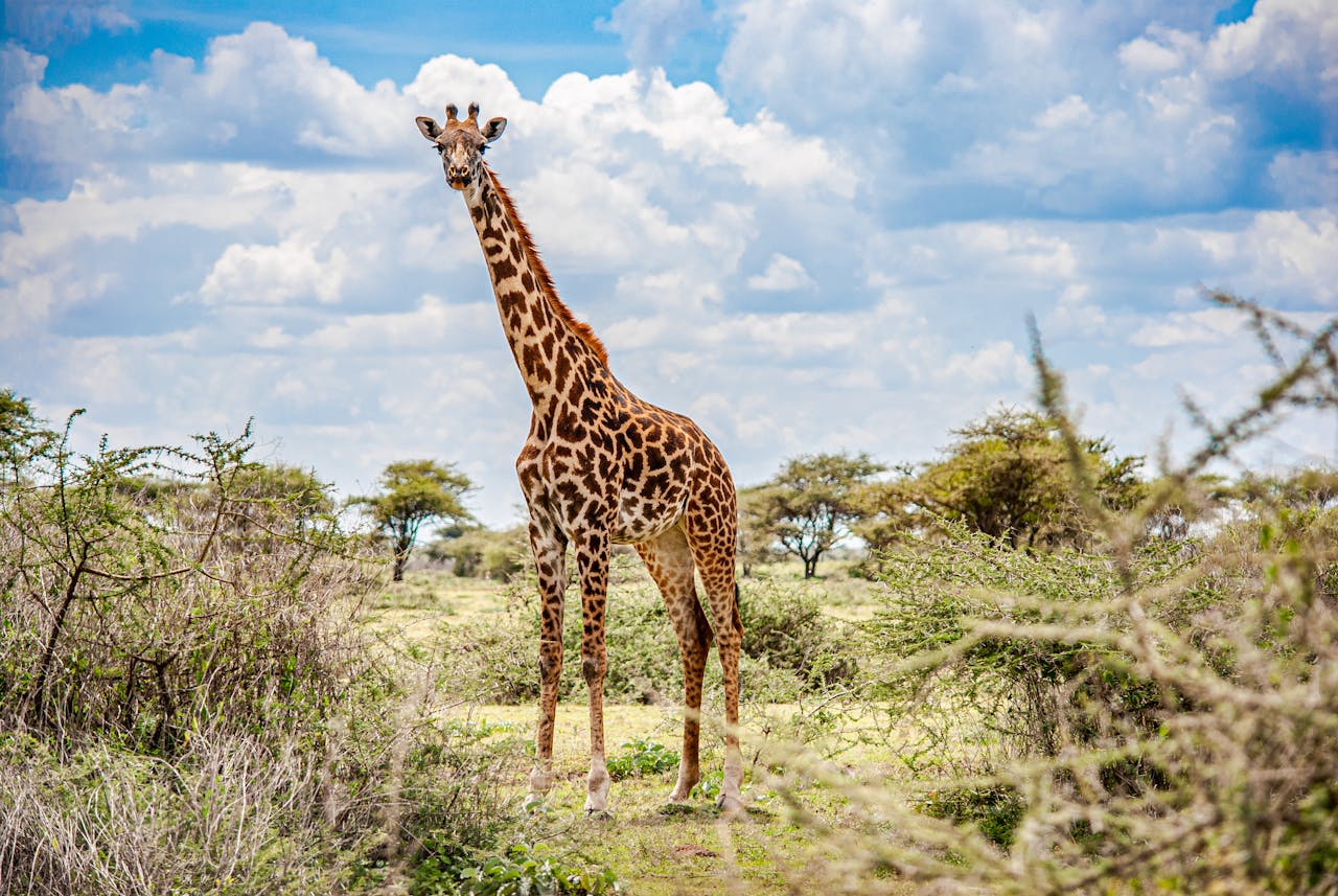 Serengeti National Park