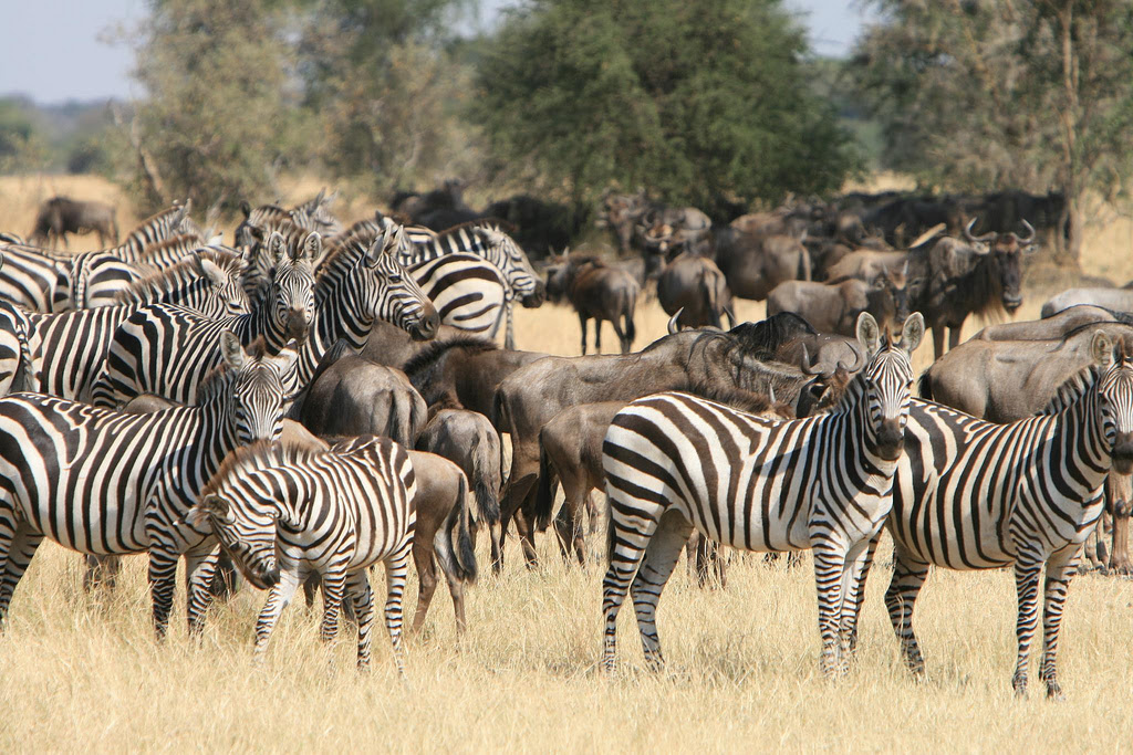 Wildebeest Migration