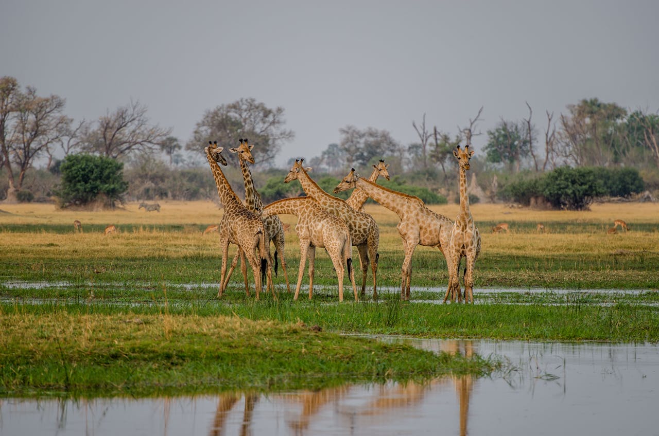 Tanzania Safari